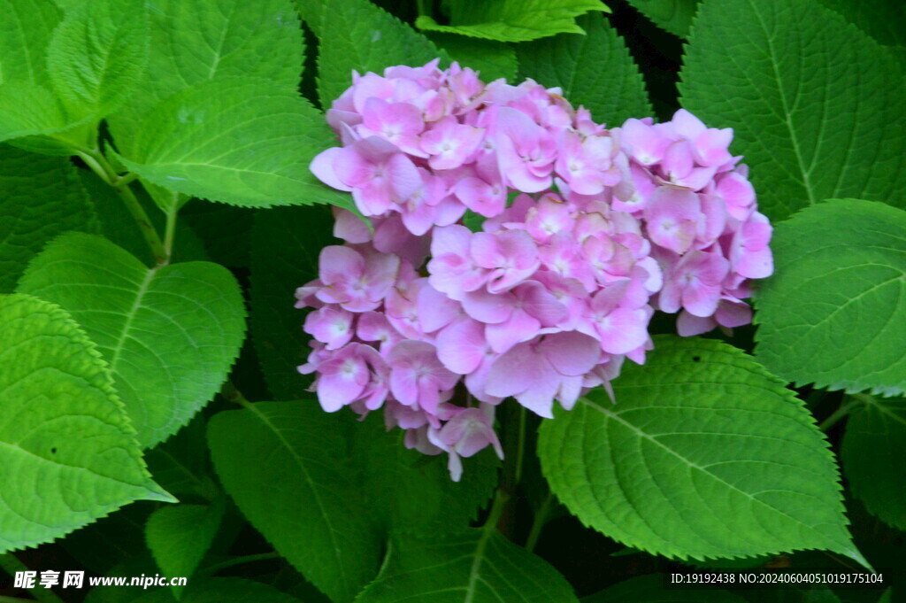 绣球花 