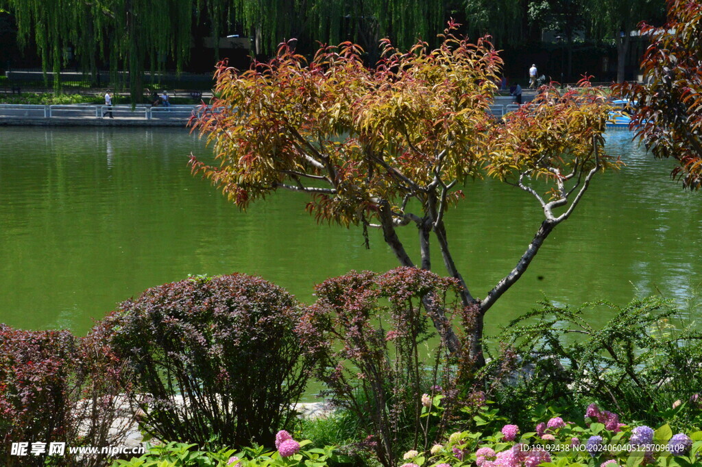 公园风景 