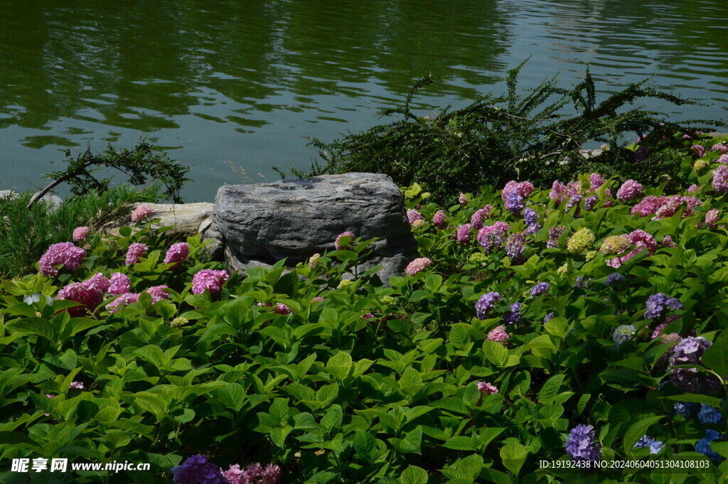 绣球花 