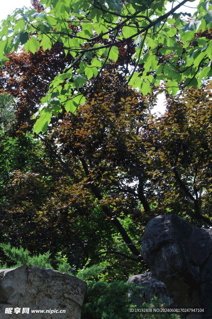 公园风景  