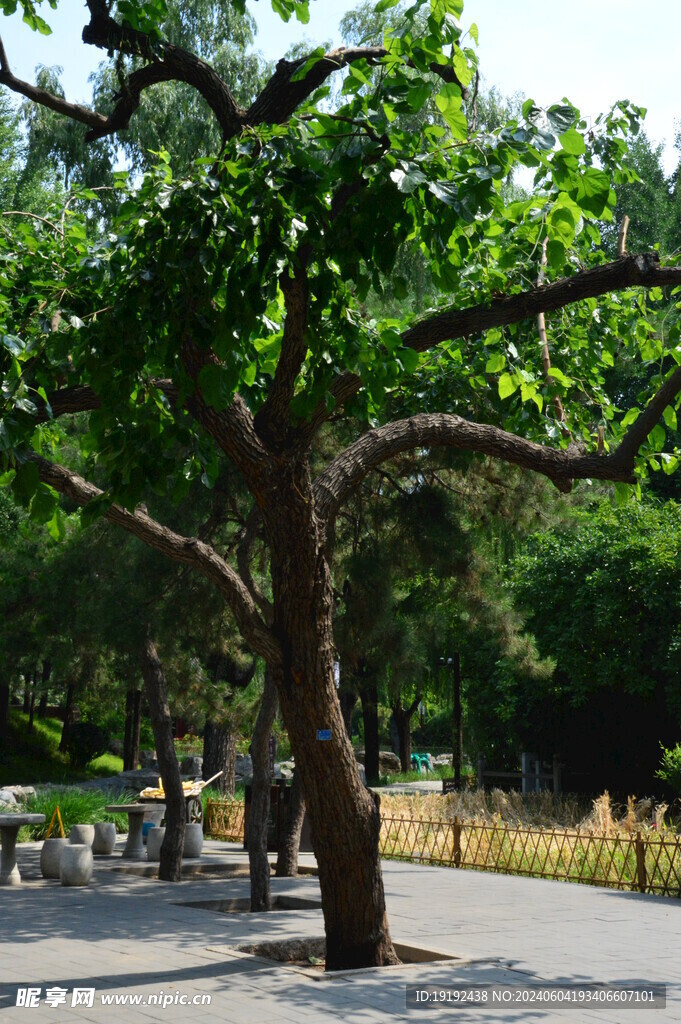 公园风景  