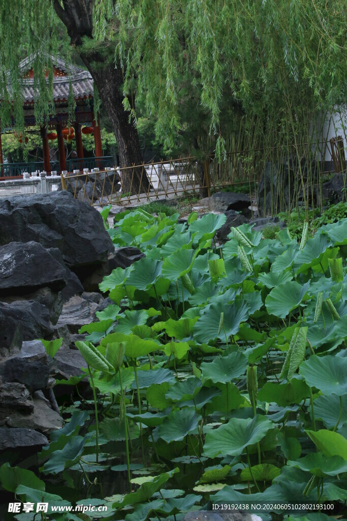 公园风景  