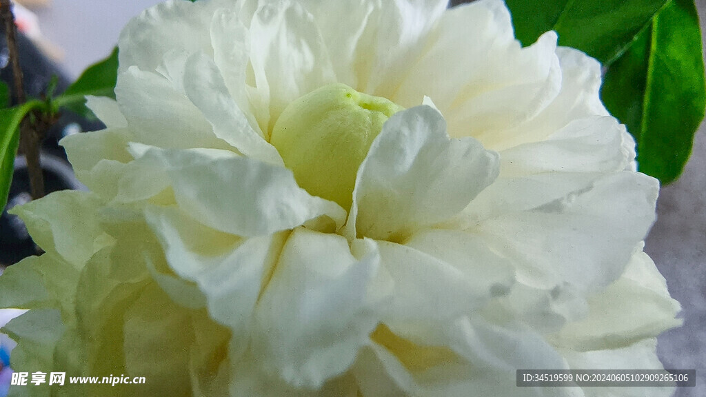 白色石榴花