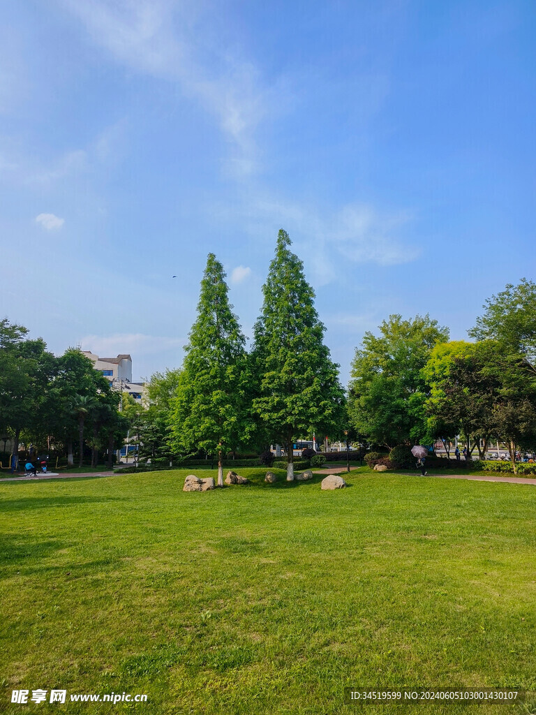 公园树木