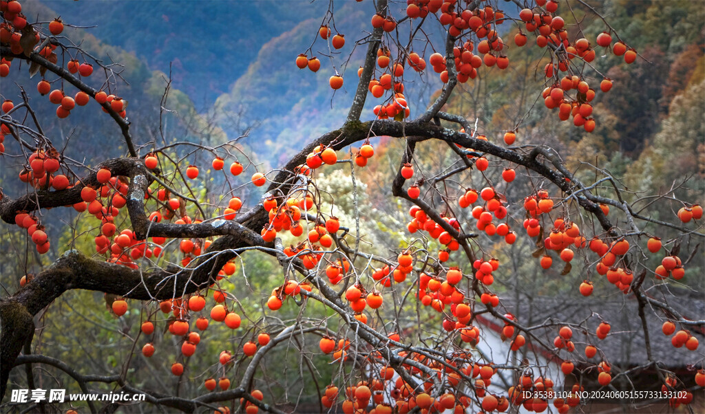 乡村柿树