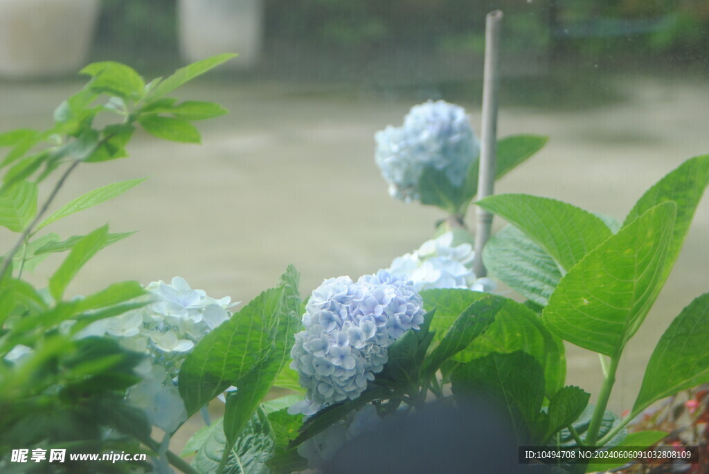 绣球花