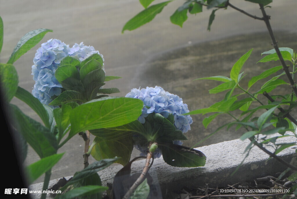 绣球花