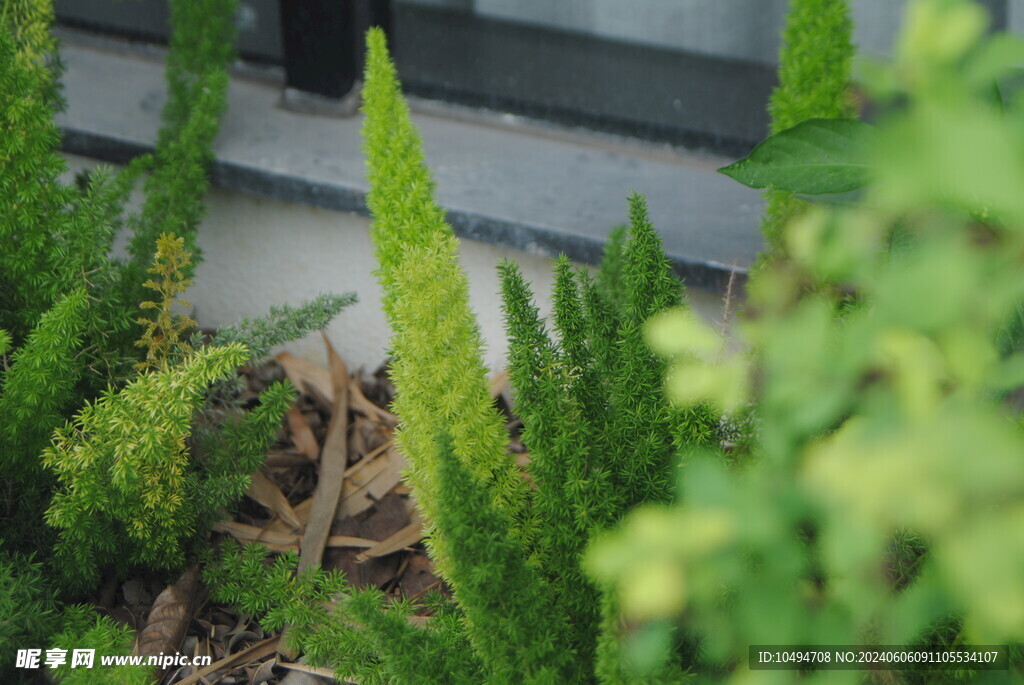 植物