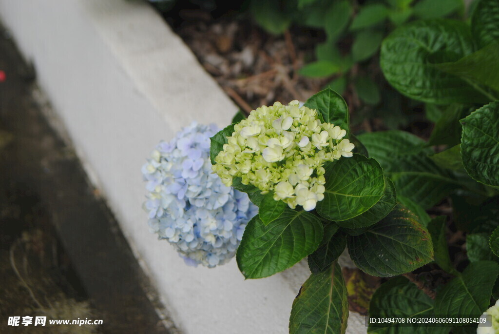 龙船花