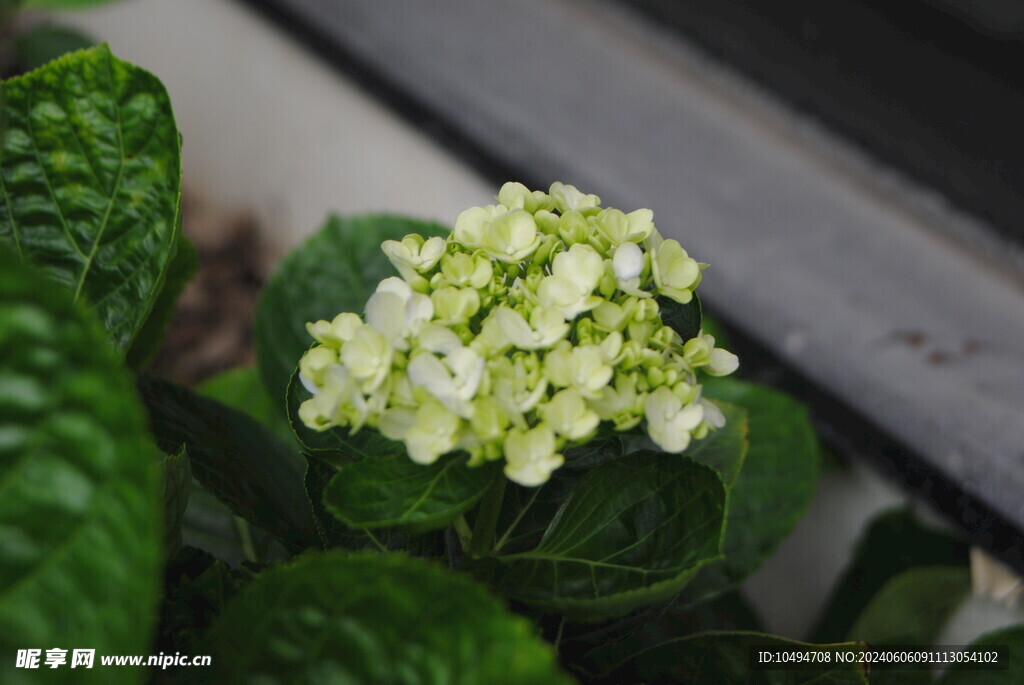 绣球花