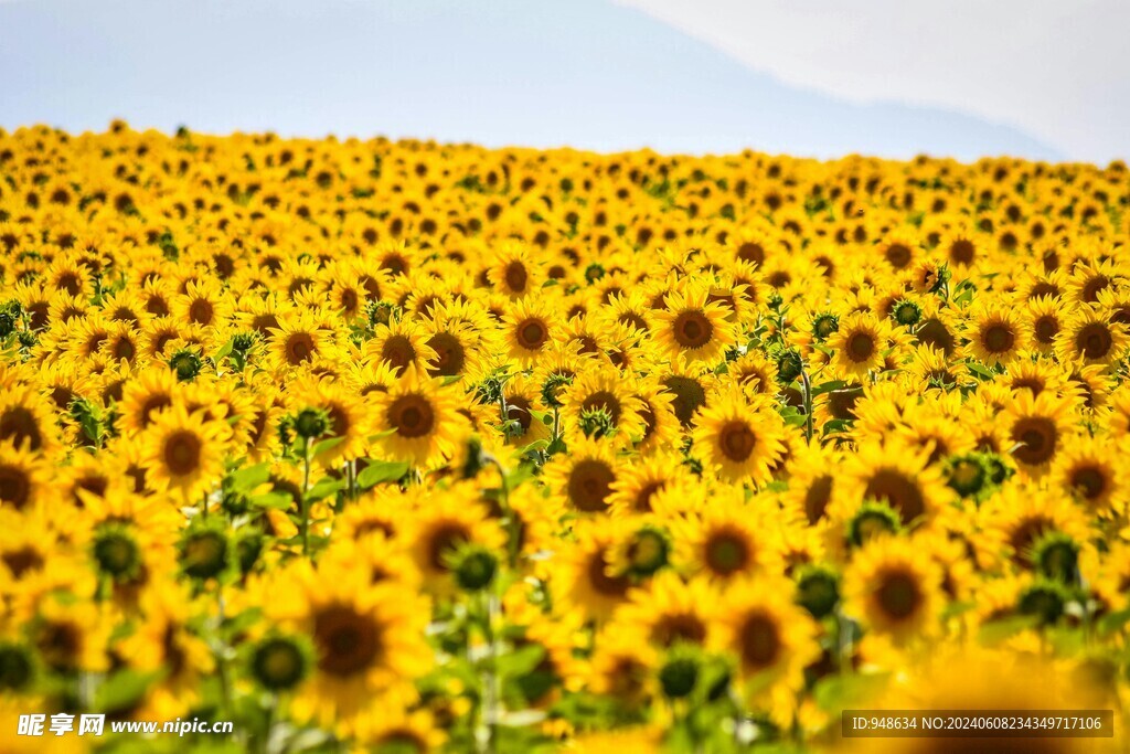 向日葵花海