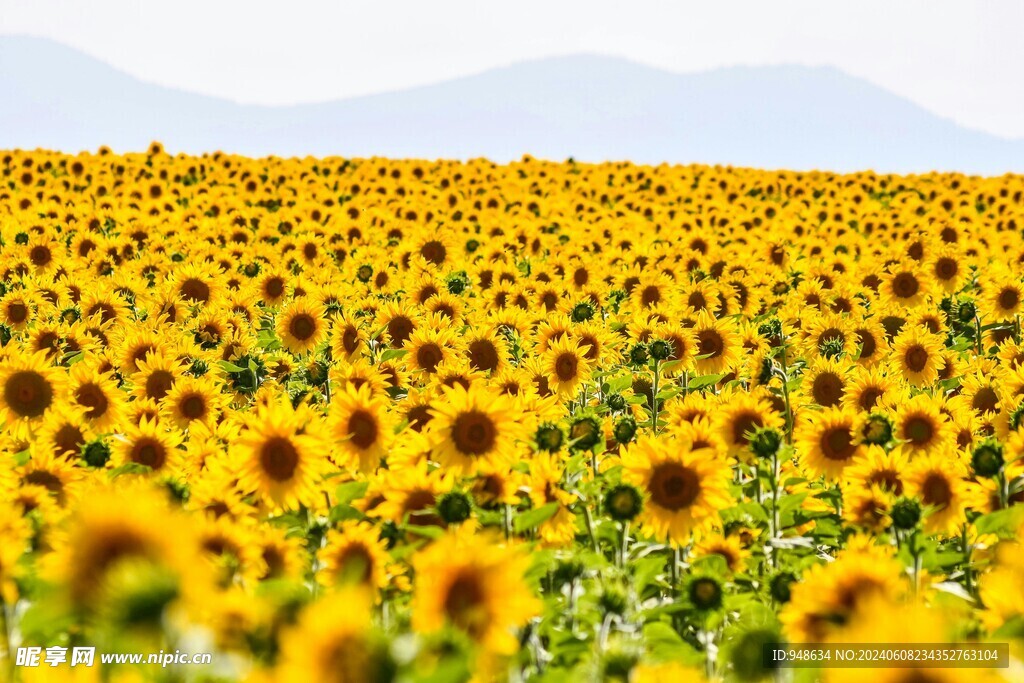 向日葵花海