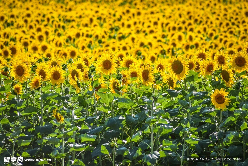 向日葵花海