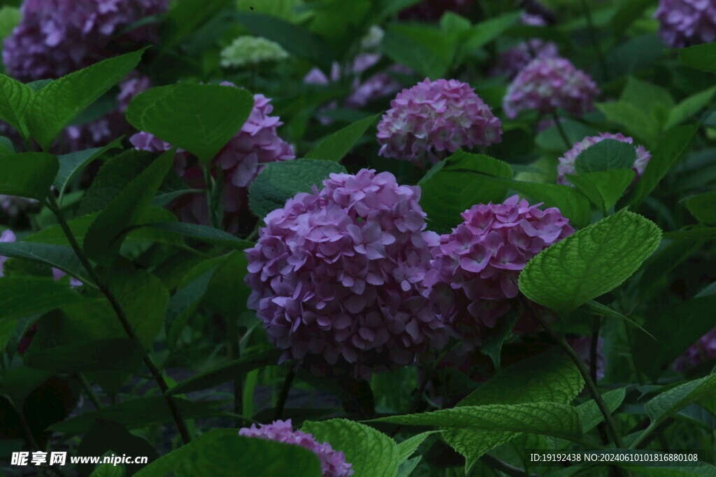 绣球花  