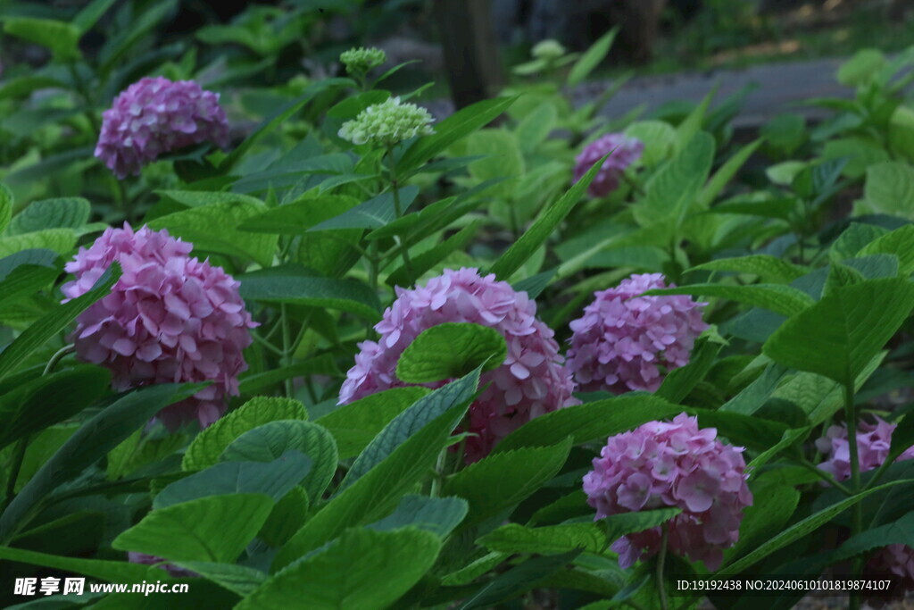 绣球花  