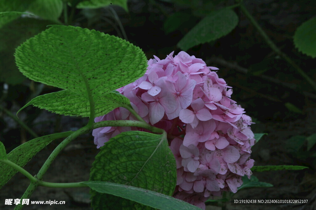 绣球花  