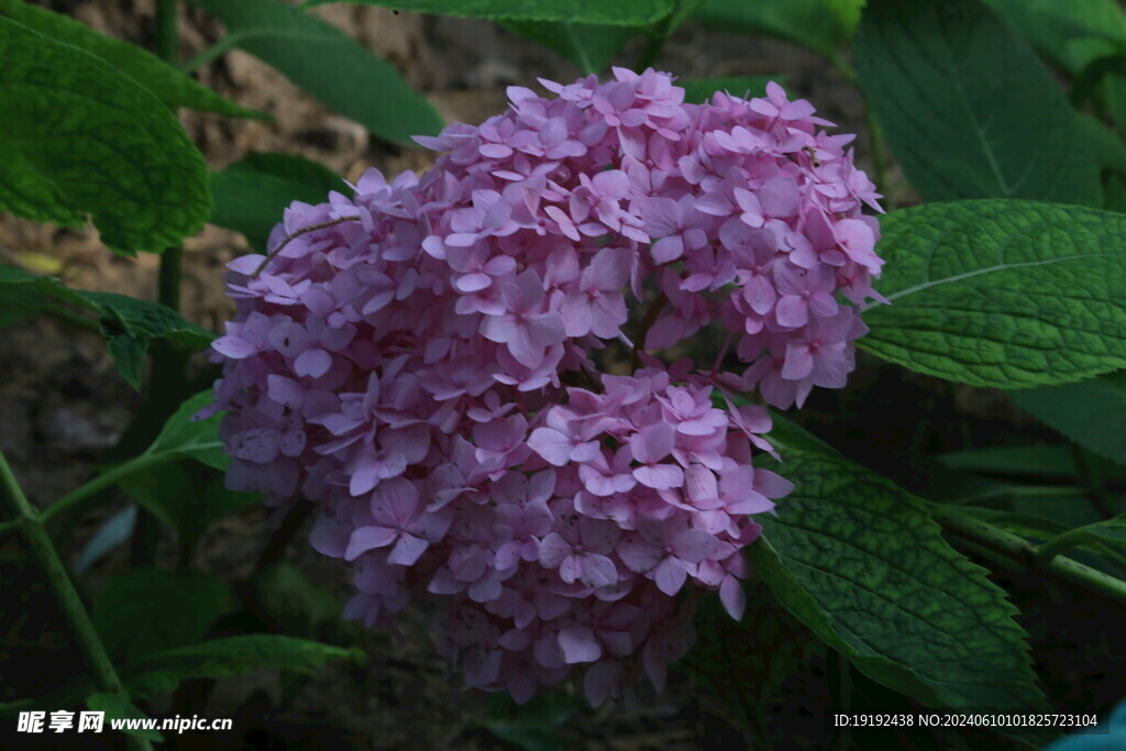 绣球花  