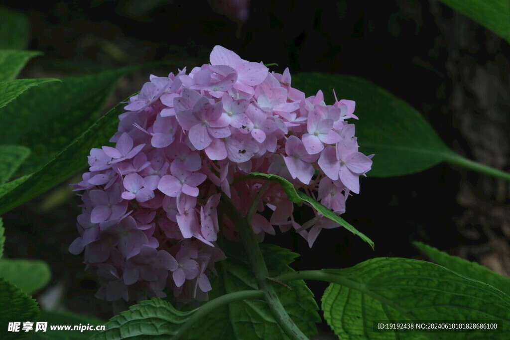 绣球花  