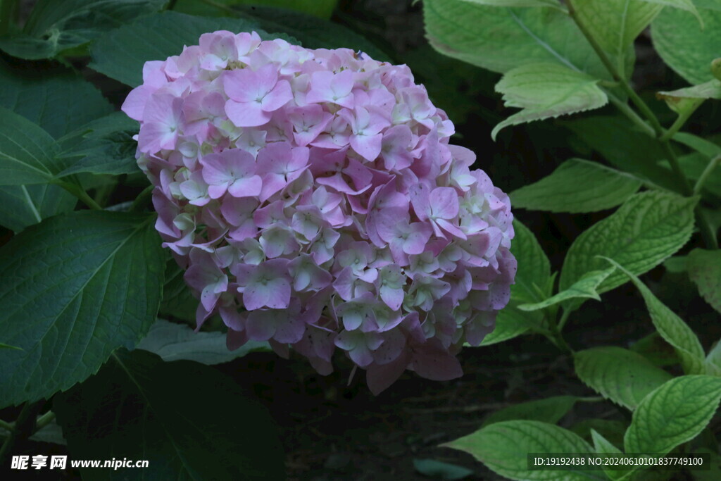 绣球花  