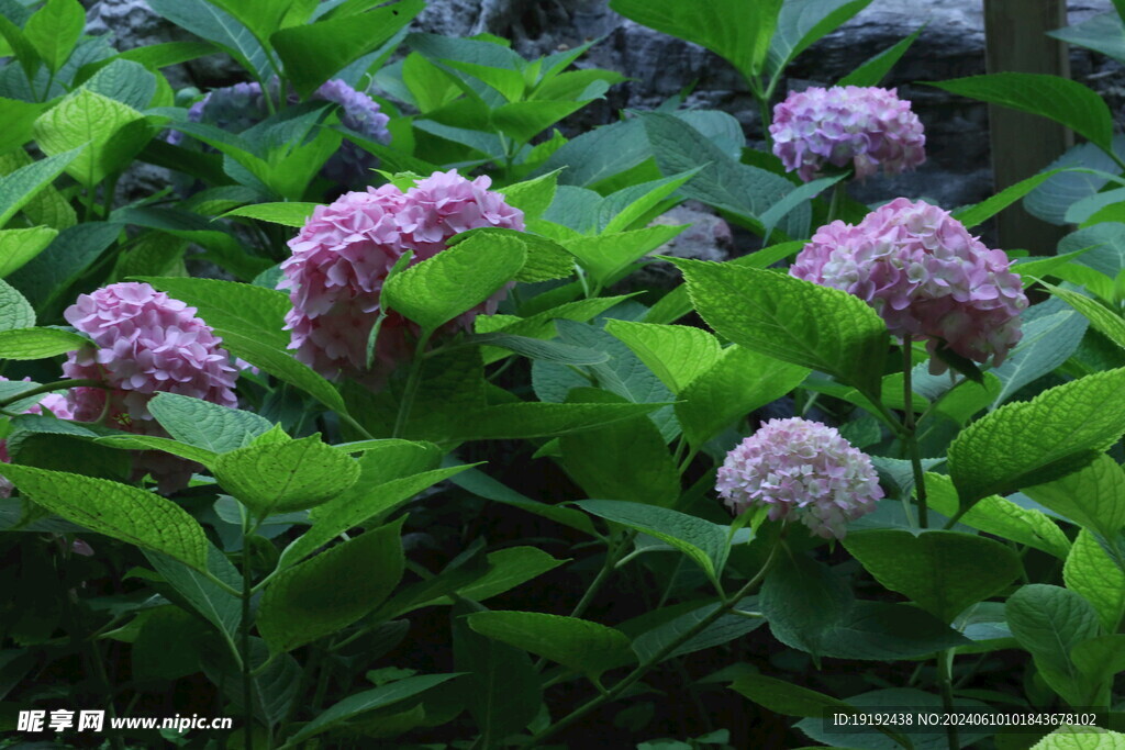 绣球花 