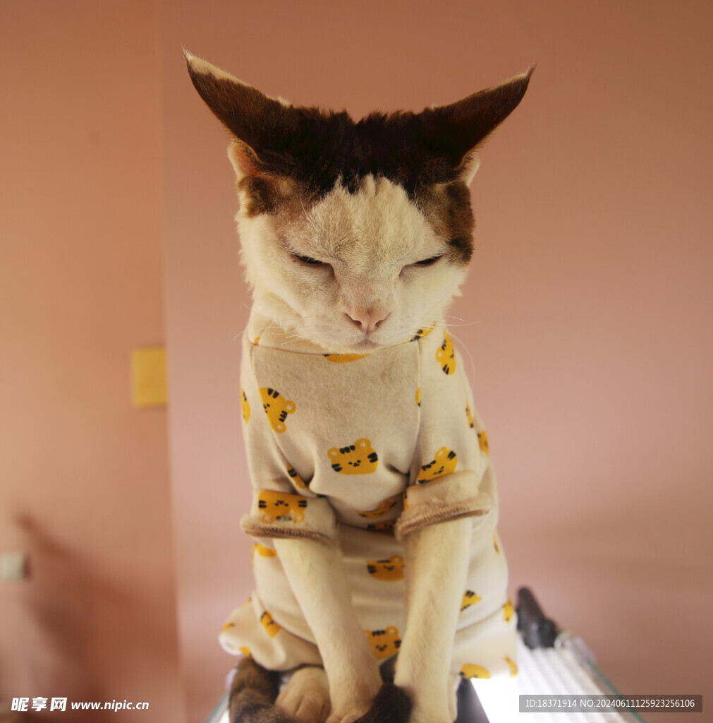 小猫德文养神