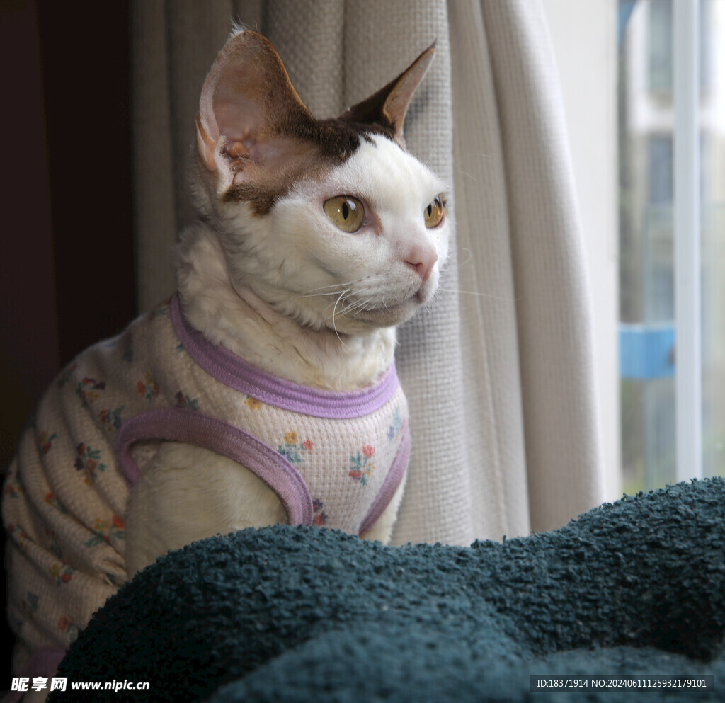 小猫德文
