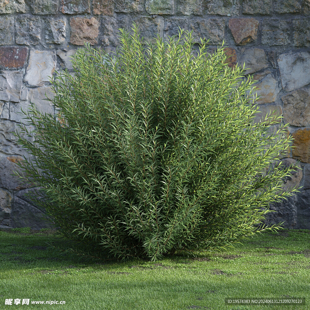 C4D模型 绿色植物