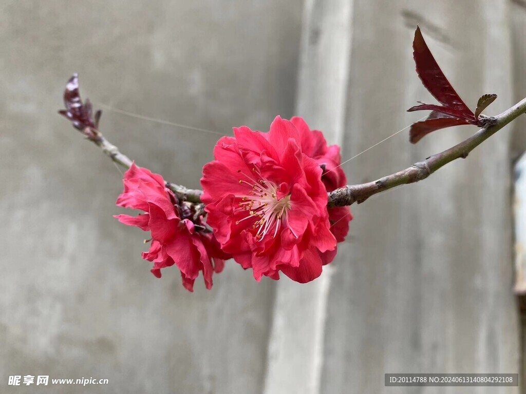 樱花