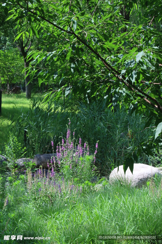 公园风景