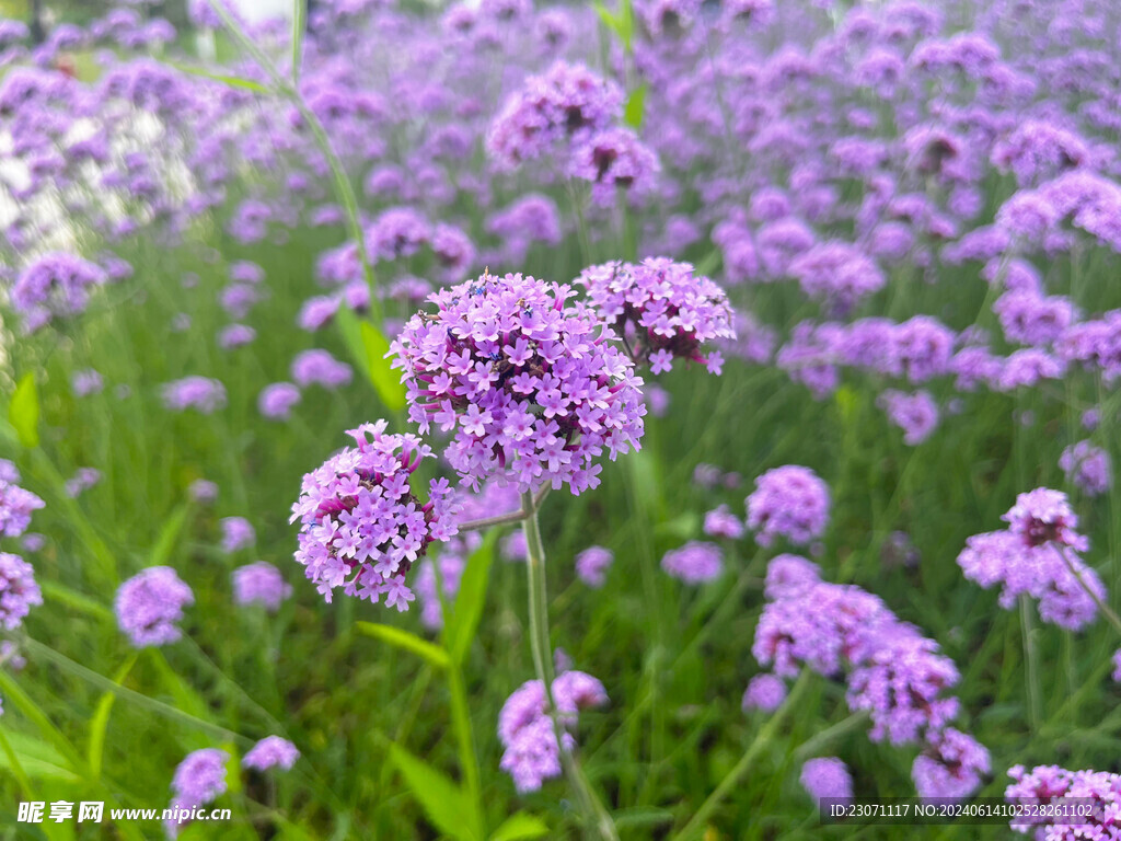 马鞭草