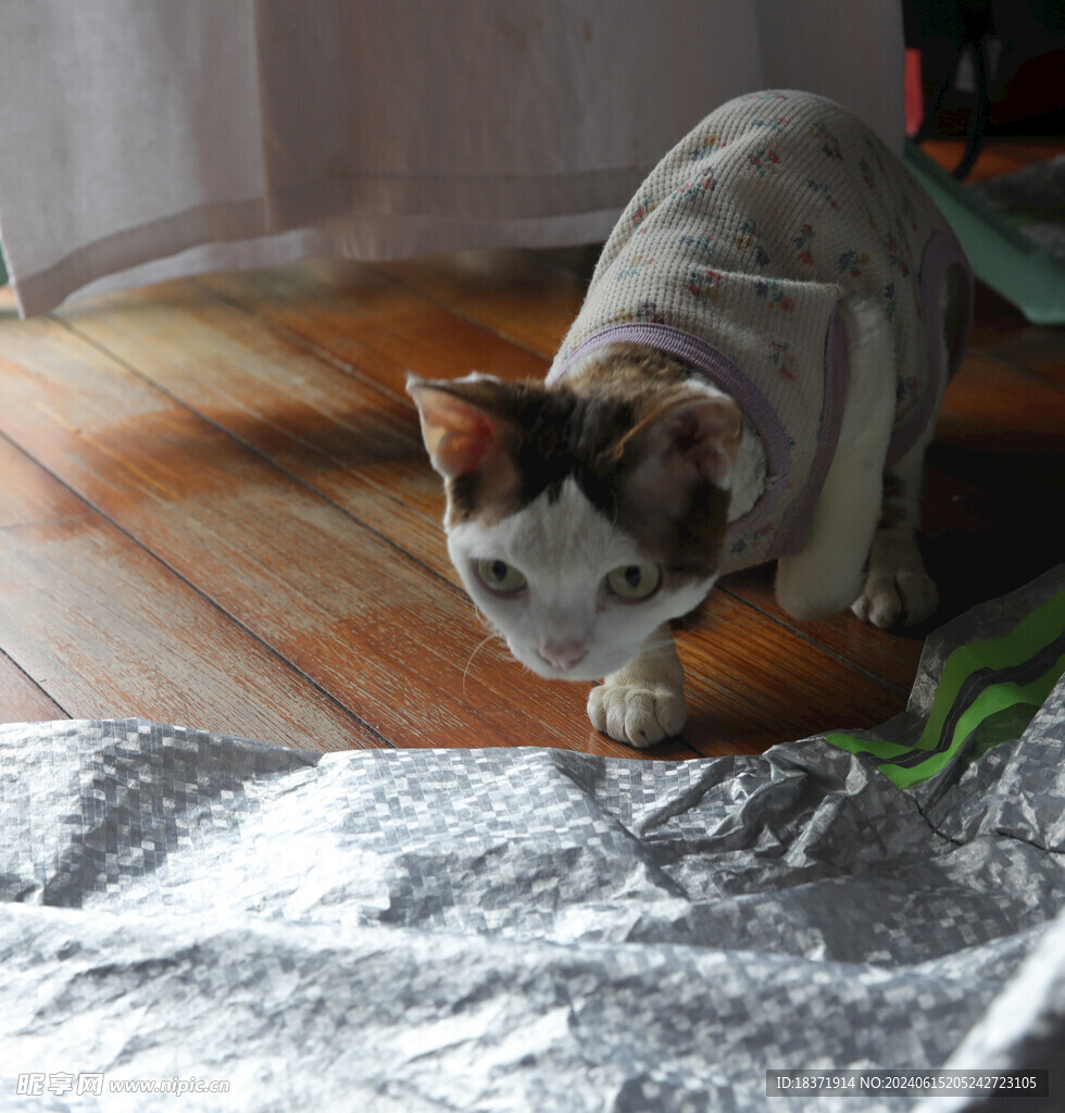 小猫德文