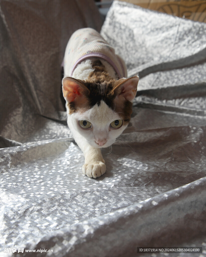 小猫德文