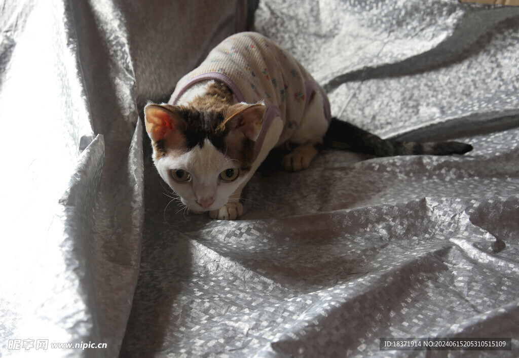 小猫德文
