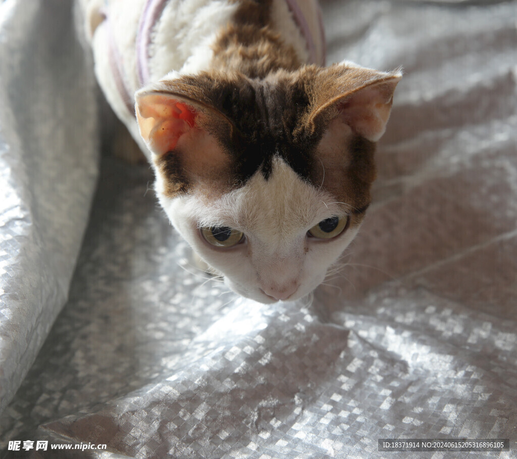小猫德文