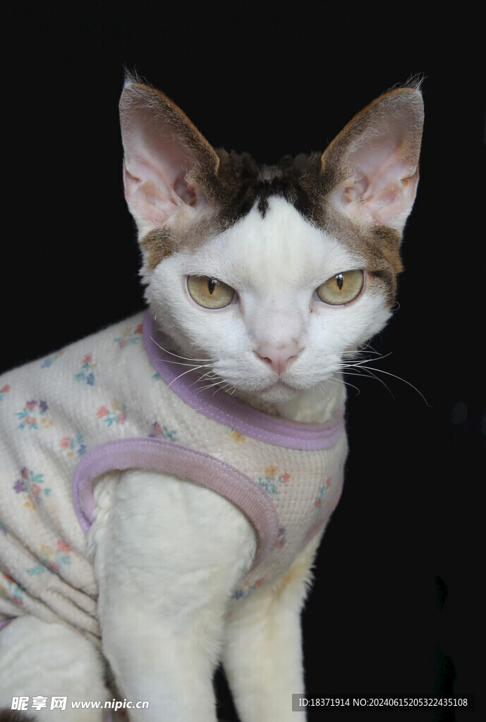 小猫德文