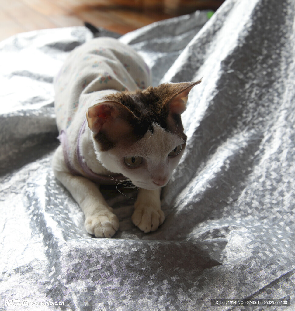 小猫德文