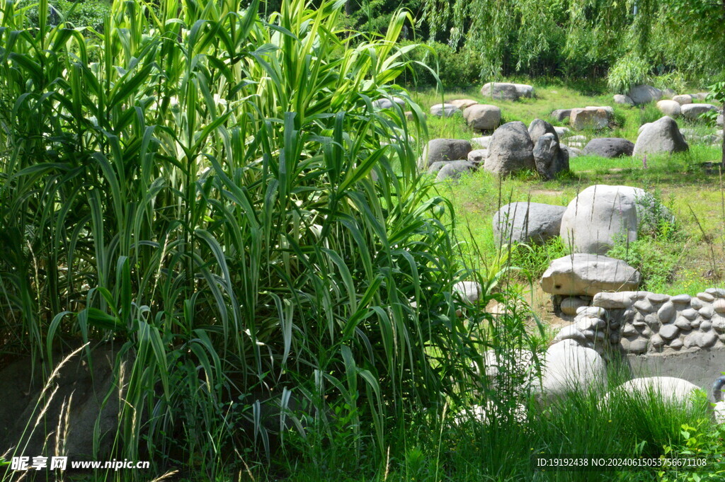 公园风景 
