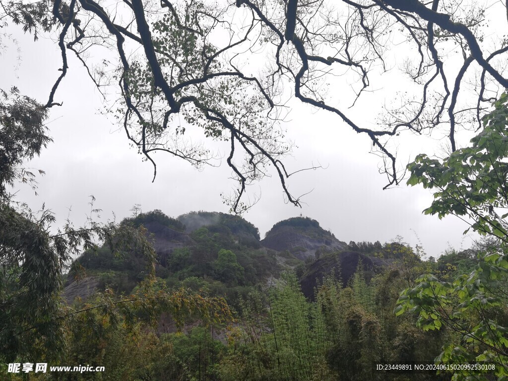 武夷山天游峰景区生态林