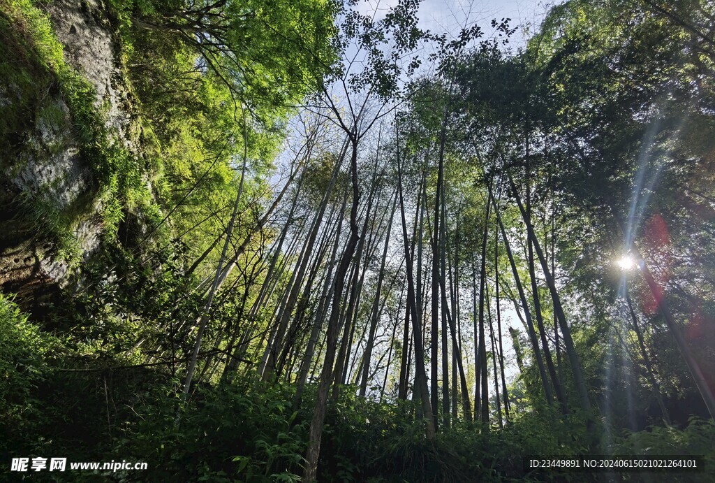武夷山大王峰竹林风景