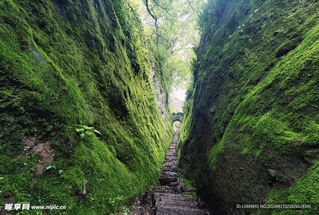 武夷山白云禅寺苔藓小道