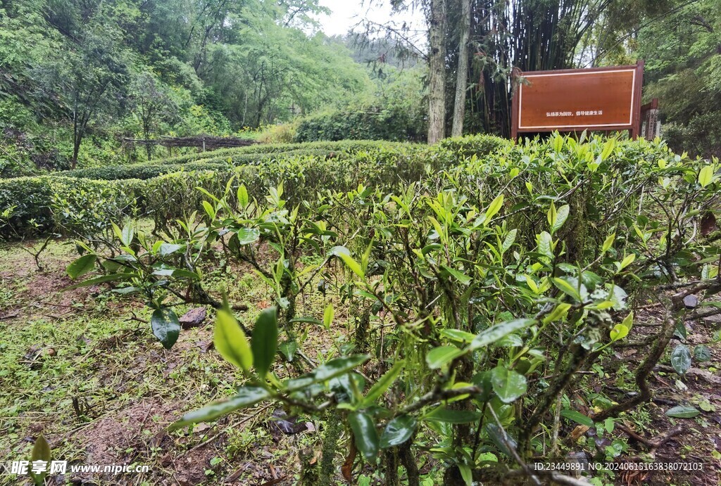 武夷岩茶树种 白鸡冠