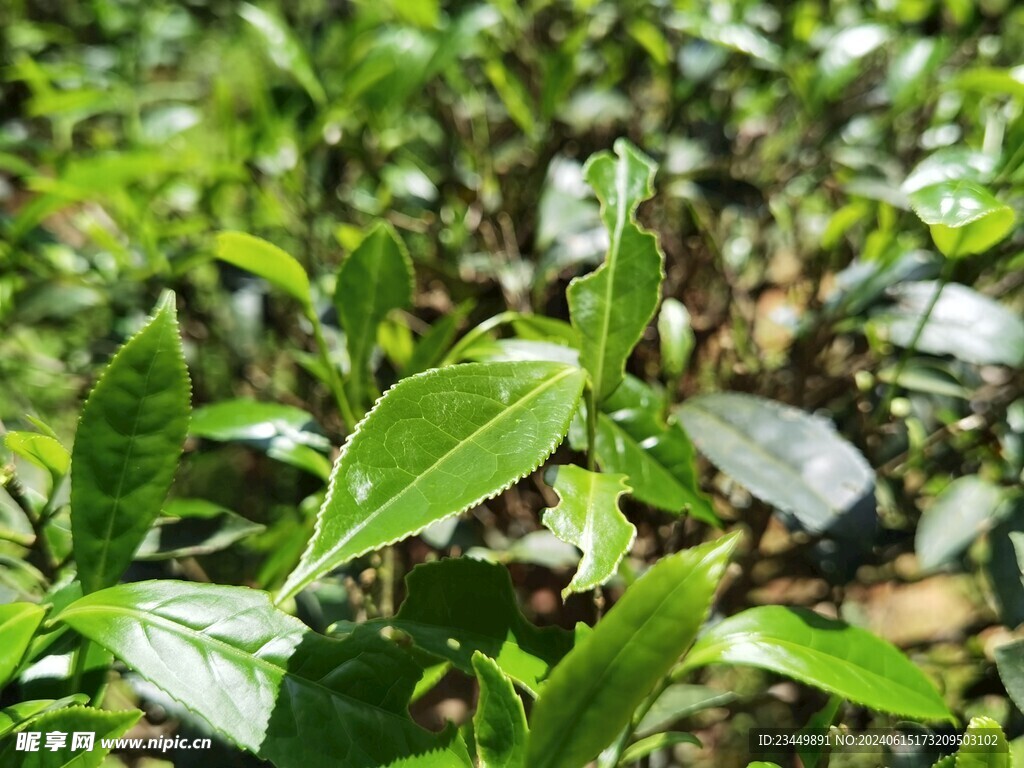武夷岩茶树种 金毛猴