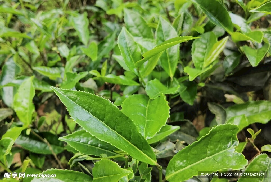 乌龙茶树种 凤凰单丛