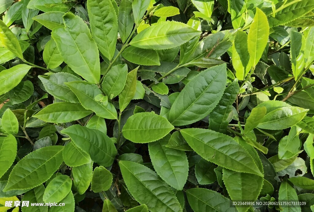 武夷岩茶树种 半天妖
