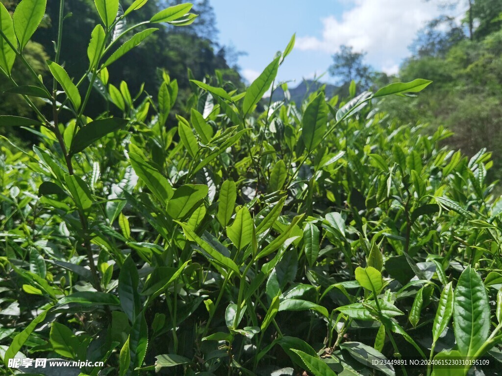 武夷岩茶树种 倒水坑水仙