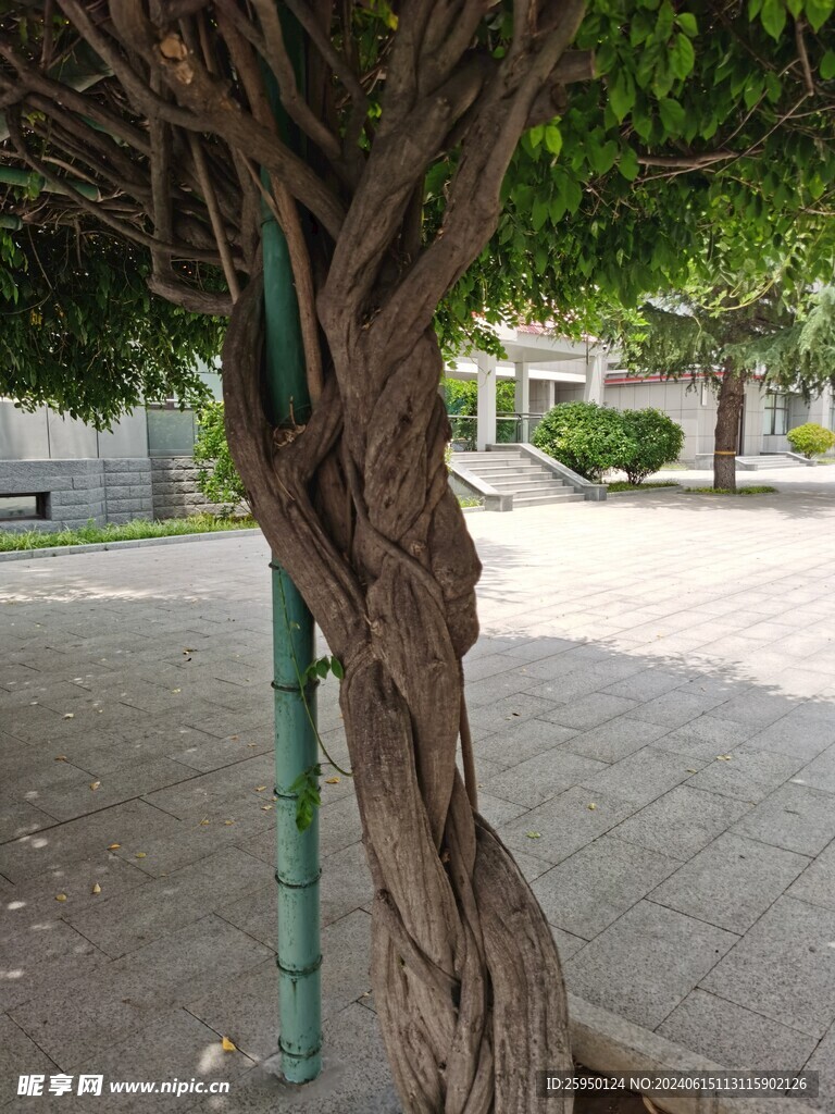 树杆
