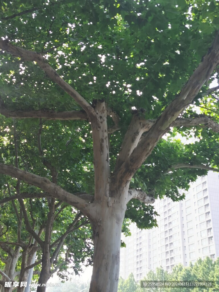 树杆