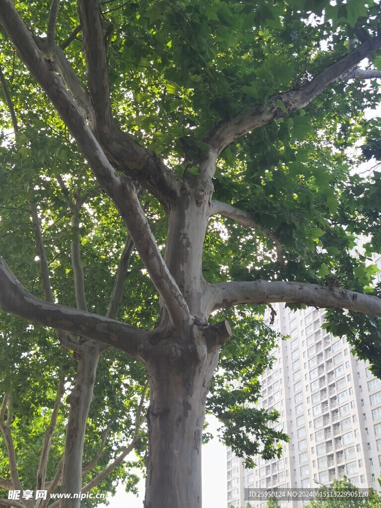 树杆