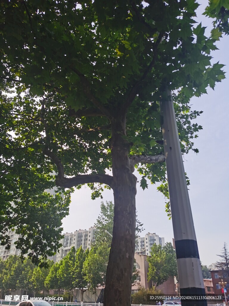 树杆