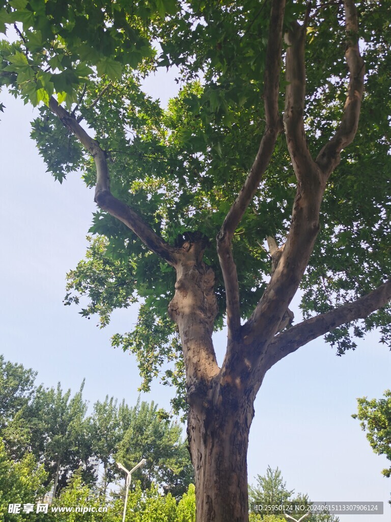 树杆